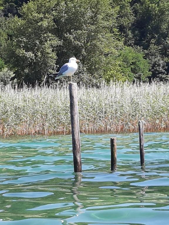 Le Lamartine, Vue Magnifique Face Au Lac Du Bourget إيكس ليه با المظهر الخارجي الصورة